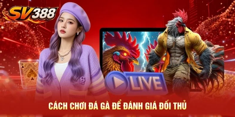 Cách chơi đá gà để đánh giá đối thủ