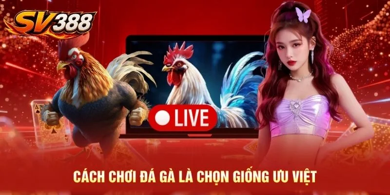 Cách chơi đá gà là chọn giống ưu việt