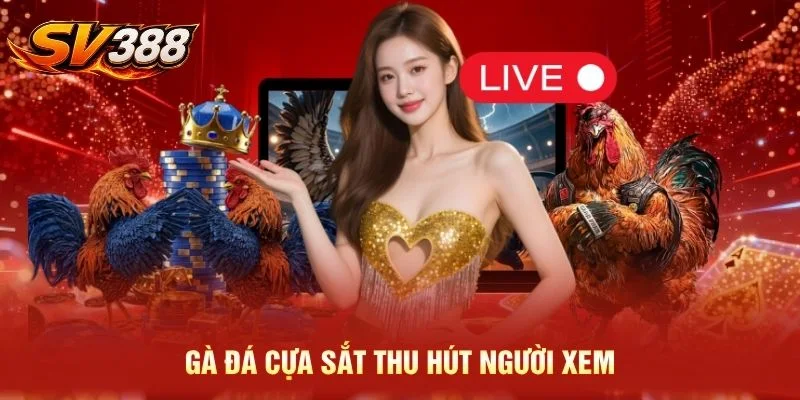 Gà đá cựa sắt thu hút người xem
