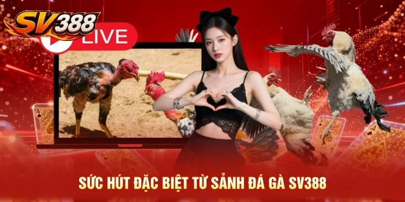 Sức hút đặc biệt từ sảnh đá gà SV388