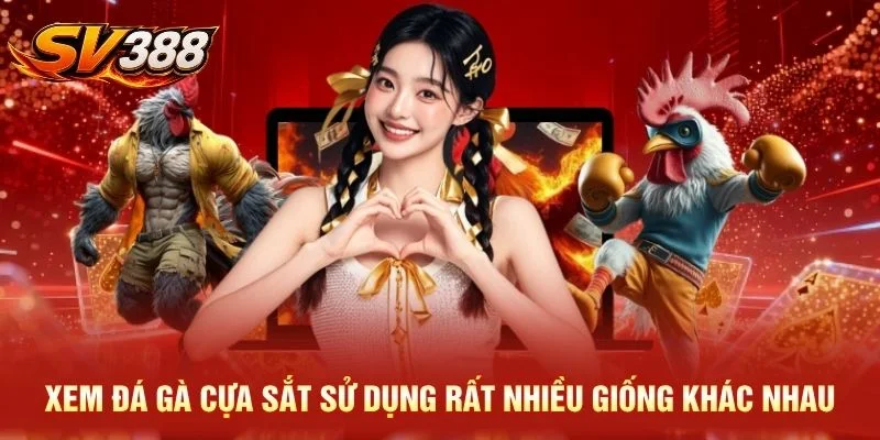 Xem đá gà cựa sắt sử dụng rất nhiều giống khác nhau